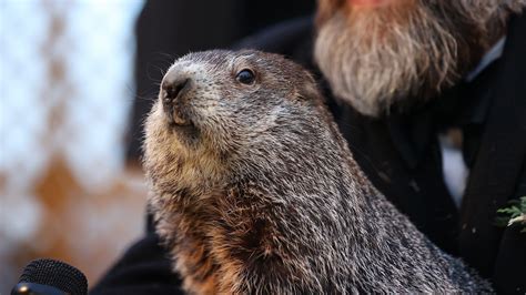 how long has punxsutawney phil been alive.